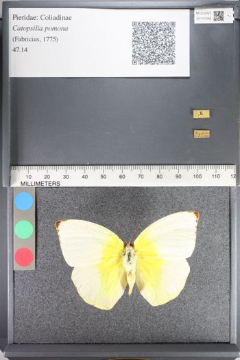 Media type: image;   Entomology 117089